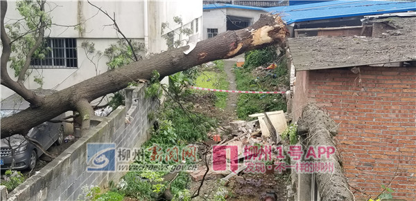 红桥一区里20多米高大树因昨夜风雨轰然倒下，旁边汽车遭殃了