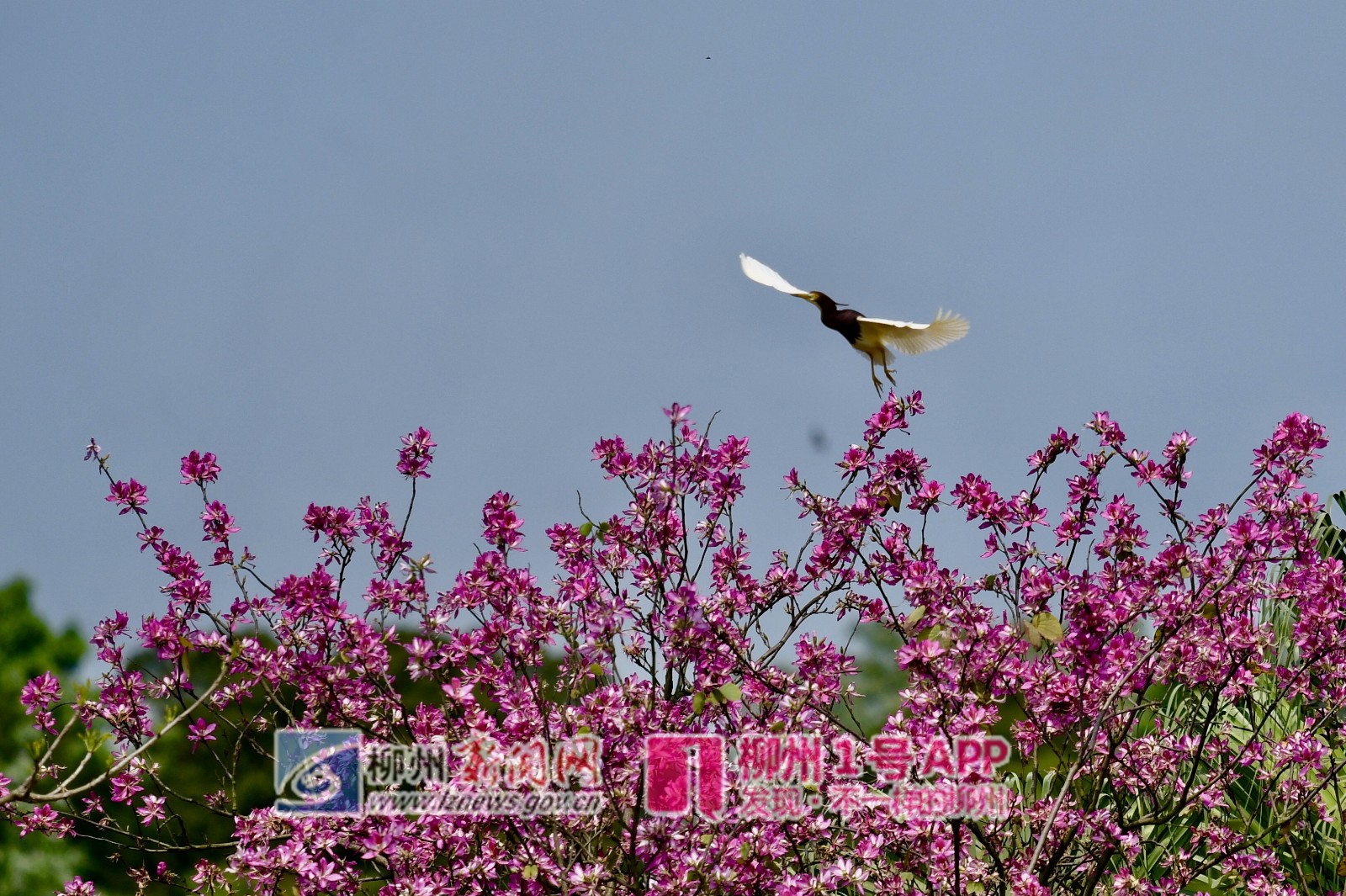 微信图片_20190418155405_副本.jpg
