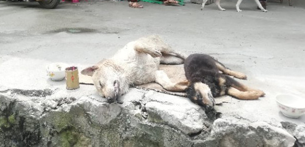 砒霜毒狗？鹧鸪江附近两条狗中毒死亡，一条吐出毒肉幸存，监控拍下嫌疑人