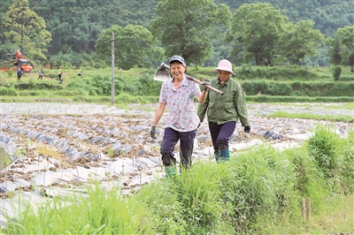 小菊花大产业，昔日“空心村”如今“遍地金”