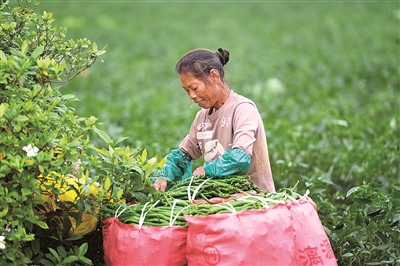 我和我的祖国|种植小辣椒，产出大效益