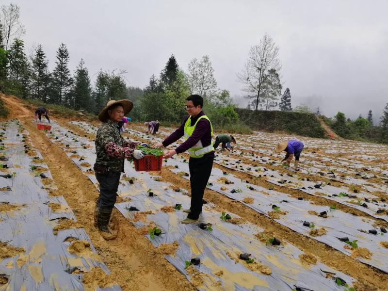 既抓防疫，又抓生产！建行柳州分行助力扶贫村恢复春耕发展产业