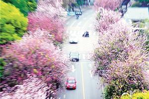花开时节动龙城