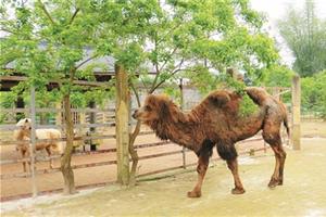 动物园来了双峰驼
