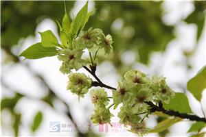 你见过绿色的樱花吗？柳侯公园里就有一株