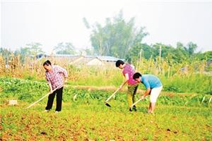立夏将至 农民忙管护