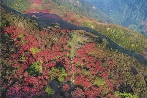 杜鹃花海 灿若红霞