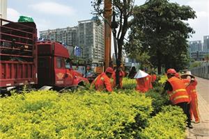 新种黄花风铃木为道路添绿