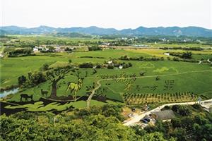 稻田艺术 乡村美景