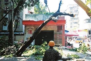 大树危及安全 社区帮忙清除