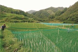 “稻田+”加出经济效益
