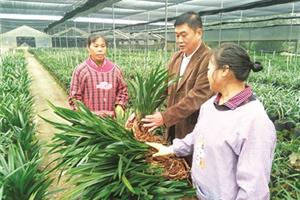 把“兰文化”融入乡村建设