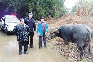 水牛“离家出走” 民警追踪寻回