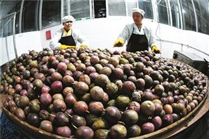 “黄金果”“脱贫果”之路有多远？