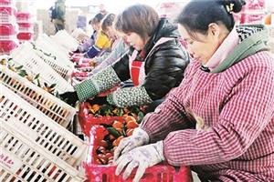 果场就业月入三千